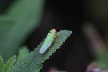 Leaf cicada on wild plants, North China clipart