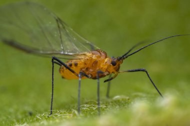 Vahşi doğada yaprak bitleri, Kuzey Çin