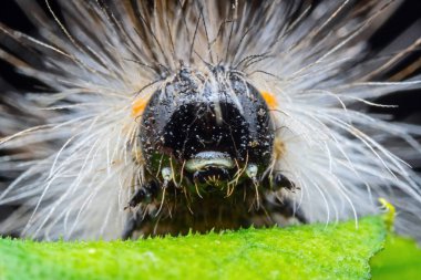 Lepidoptera larvaları vahşi doğada, Kuzey Çin