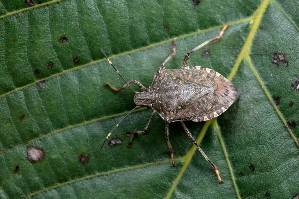 Vahşi doğada hemiptera böcekleri, Kuzey Çin