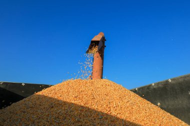 The thresher is threshing corn on a farm clipart