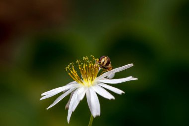 Syrphidae Kuzey Çin 'deki bitkilerde yaşar.