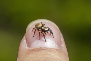 Jumping spider on human nail clipart