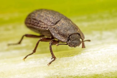 Kuzey Çin 'deki yabani bitkilerin üzerine koyu renkli bir tünek.