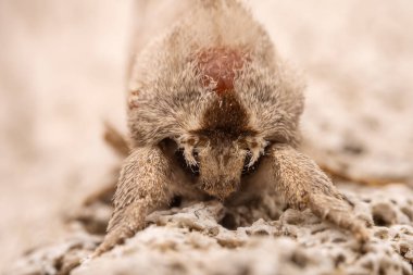 Kuzey Çin 'deki Lepidoptera güvelerini kapatın.