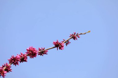 Kuzey Çin 'deki botanik bahçesinde çiçek açan Bauhinia çiçekleri