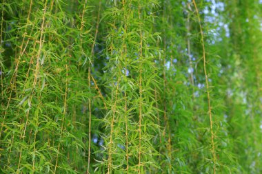 Yeşil söğüde yakın çekim