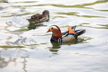 Gölette güzel su kuşları ve mandalina ördekleri, Pekin