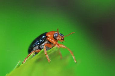 Kuzey Çin 'deki yabani bitkilerin üzerindeki yaprak böceği.