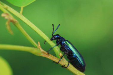 Kolaoptera böceği -- yeşil Daphne Genkwa, Kuzey Çin
