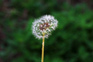 Vahşi doğada vahşi bitki karahindiba, Kuzey Çin
