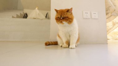 Sevgili Garfield içeride.