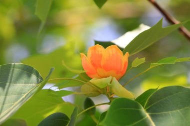 Kuzey Çin 'deki botanik bahçesinde liriodendron çiçekleri