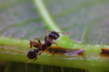 Karıncalar vahşi doğada, Kuzey Çin