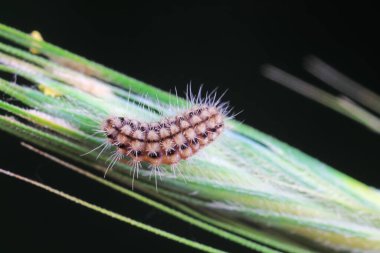 Lepidoptera larvaları vahşi doğada, Kuzey Çin