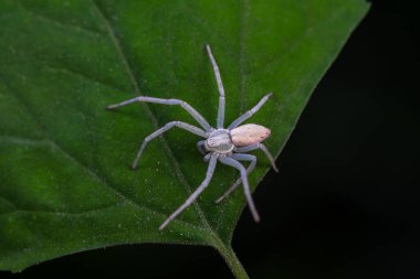 Vahşi doğadaki örümcekler, Kuzey Çin