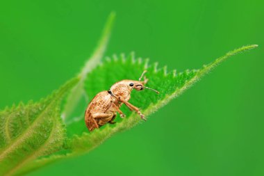 Yabani bitkiler, Kuzey Çin