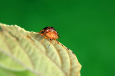 Hispidae ailesi Kuzey Çin 'de bitkilerin üzerinde sürünüyor.