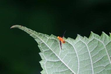 Flies on wild plants, North China clipart