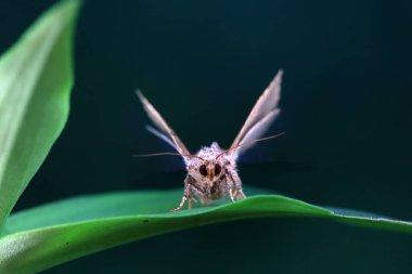 Lepidoptera böcekleri vahşi doğada, Kuzey Çin