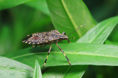 Vahşi doğada hemiptera böcekleri, Kuzey Çin