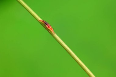 Brown sandfly larvae crawl on weeds, North China clipart