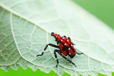 Lycorma Delicatula Kuzey Çin 'deki yabani bitkiler üzerine