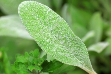 Parktaki güzel Labiatae, Pekin