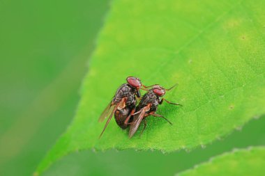 Kuzey Çin 'deki yabani bitkilerin üzerinde uçuyor.