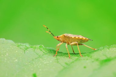 Vahşi doğada hemiptera böcekleri, Kuzey Çin