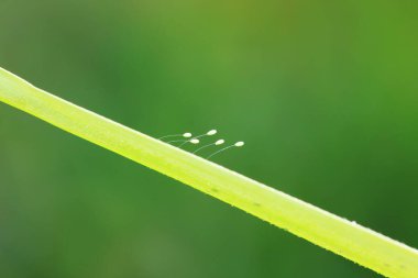 Insect eggs on wild plants, North China clipart