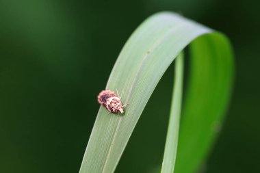 Lepidoptera böcekleri vahşi doğada, Kuzey Çin