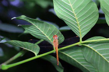 Yabani bitkilerdeki yusufçuklar, Kuzey Çin