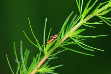 Lepidoptera böcekleri vahşi doğada, Kuzey Çin