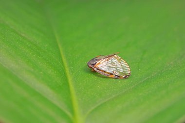 Kuzey Çin 'deki yabani bitkilerin üzerindeki Cicadellidae böcekleri.
