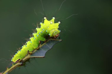 Lepidoptera larvaları vahşi doğada, Kuzey Çin