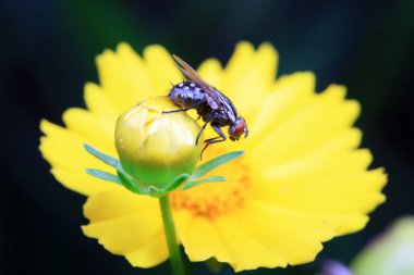 Kuzey Çin 'deki yabani bitkilerin üzerinde uçuyor.