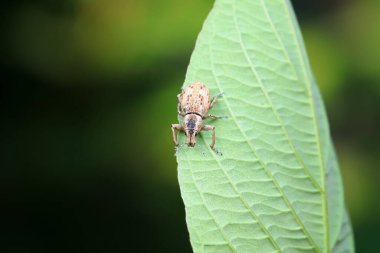 Yabani bitkiler, Kuzey Çin