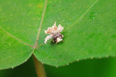 Kuzey Çin 'deki yabani bitkilerin üzerindeki Cicadellidae böcekleri.