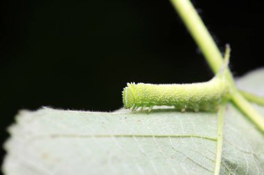 Lepidoptera larvaları vahşi doğada, Kuzey Çin