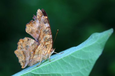 Lepidoptera böcekleri vahşi doğada, Kuzey Çin