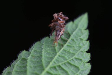 Chrysopid larvae - aphid lions in the wild, North China clipart