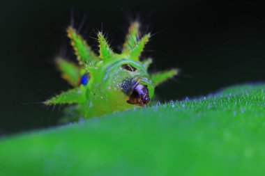 Lepidoptera larvaları vahşi doğada, Kuzey Çin