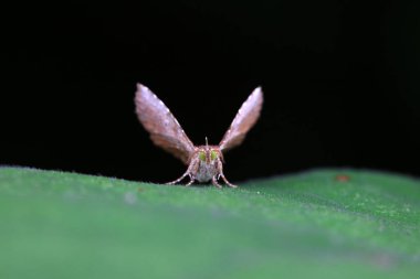 Lepidoptera böcekleri vahşi doğada, Kuzey Çin