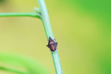 Kuzey Çin 'deki yabani bitkilerin üzerindeki Cicadellidae böcekleri.