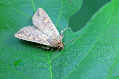 Lepidoptera böcekleri vahşi doğada, Kuzey Çin