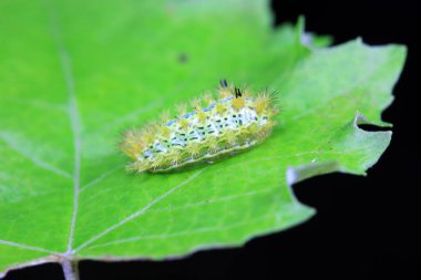 Lepidoptera larvaları vahşi doğada, Kuzey Çin