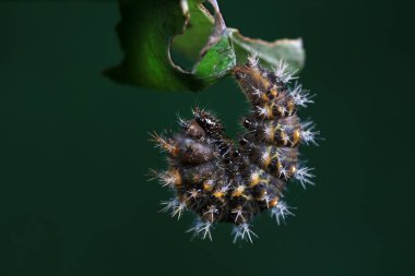 Lepidoptera larvaları vahşi doğada, Kuzey Çin
