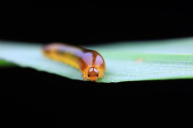 Kuzey Çin 'deki yabani bitkilerin üzerinde arı larvaları.