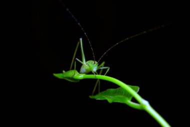 Kuzey Çin 'de Katydid perileri.